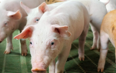 Preço do suíno despenca em Santa Catarina e causa crise para produtores
