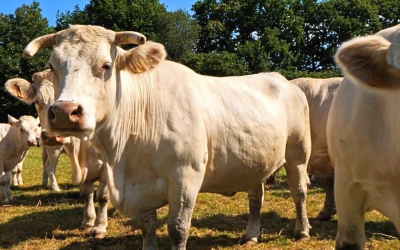 Arroba do boi gordo registra alta, mas exportação de carne cai no início de setembro