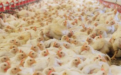 Custos de produção de frango e suíno sobem em agosto