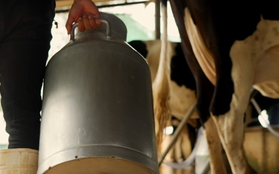 Produção de leite no Brasil bate recorde impulsionada por alta produtividade