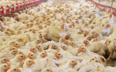 África do Sul mantém importação de frango brasileiro com novas exigências sanitárias